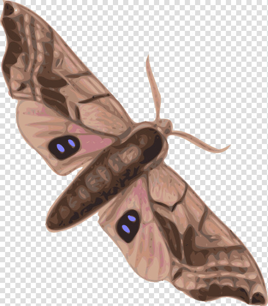 Moth Svg Clip Arts   Moth Clipart  HD Png DownloadTransparent PNG