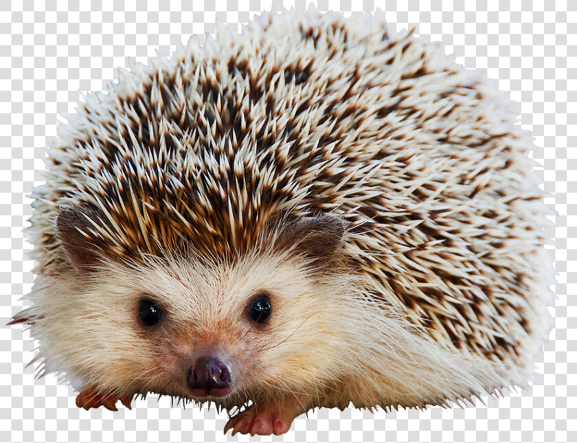 Hedgehog Clipart Cute Animal   Mammals Covered With Quills  HD Png DownloadTransparent PNG