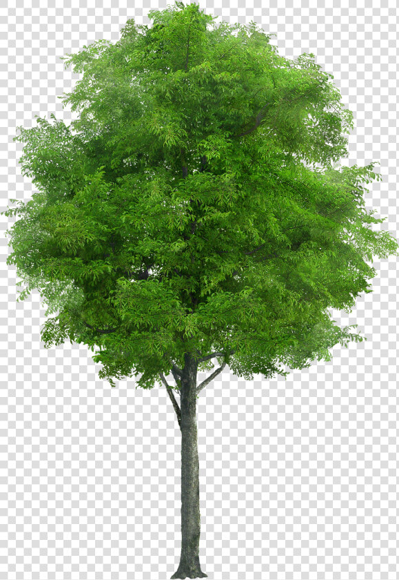 This Alt Value Should Not Be Empty If You Assign Primary   Neem Tree Png  Transparent PngTransparent PNG