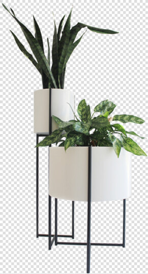 Indoor Potted Plant Png  Transparent PngTransparent PNG