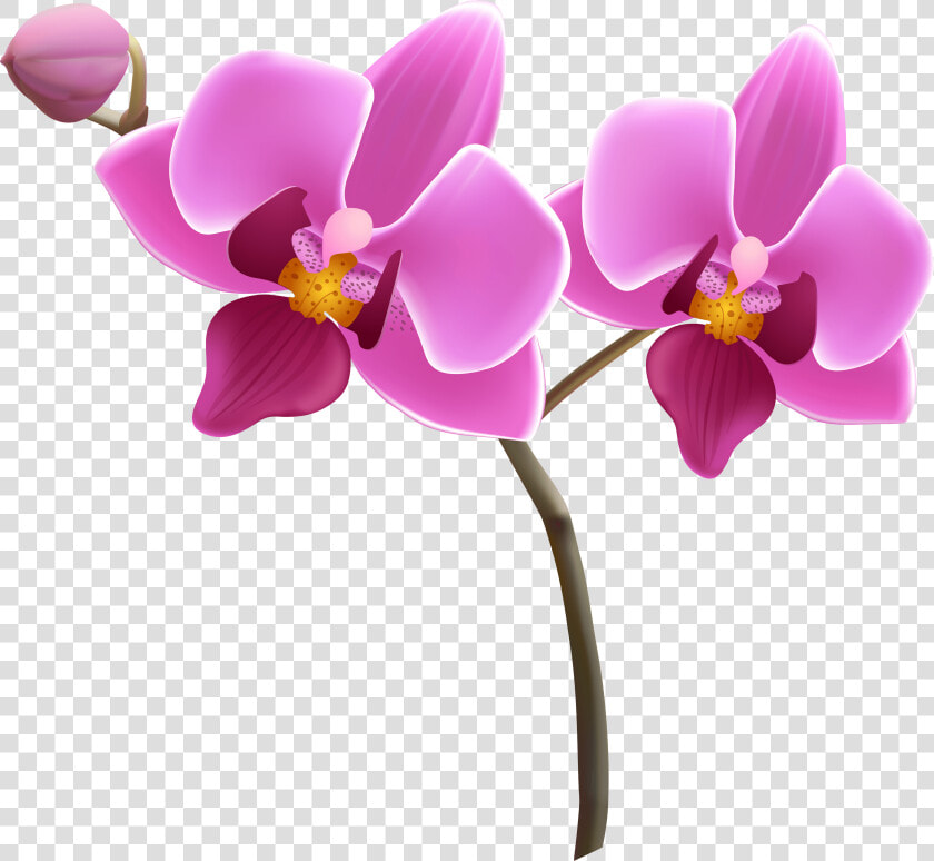 Orchid Flowers Transparent Background Clipart   Transparent Background Orchid Clipart  HD Png DownloadTransparent PNG