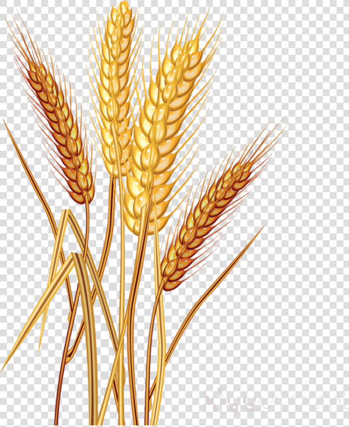 Wheat Clipart Cereal Common Clip Art Transparent Png   Wheat Vector Images Png  Png DownloadTransparent PNG