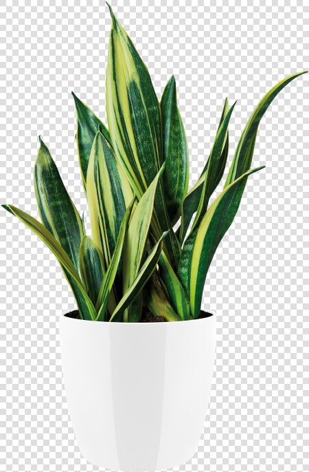 Indoor Plants Png   Flowerpot  Transparent PngTransparent PNG