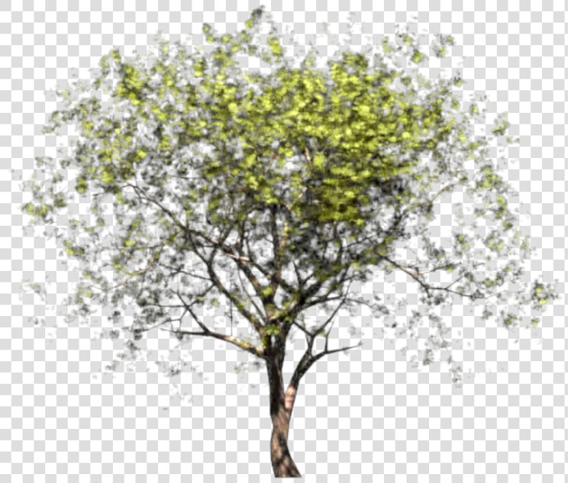 Pear   Png Download   River Birch  Transparent PngTransparent PNG