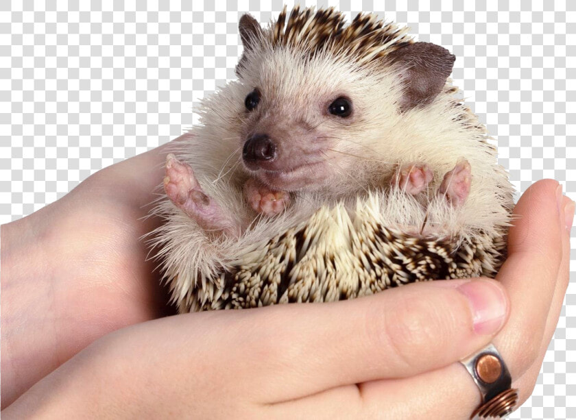 Hedgehog Png Clipart   Long Do Hedgehogs Live  Transparent PngTransparent PNG