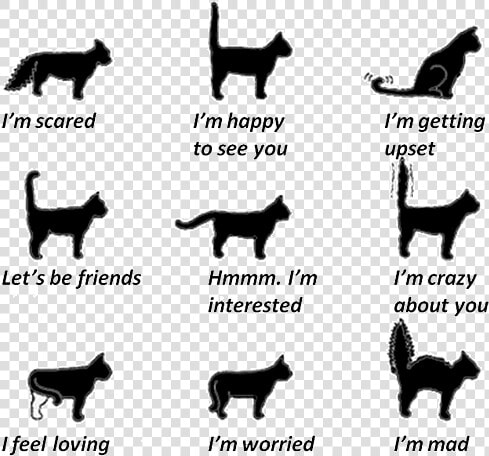 Cat Tail Movements  HD Png DownloadTransparent PNG