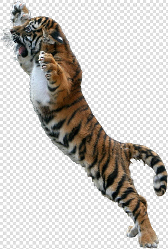 Transparent Jumping Tiger Png   Tiger Jumping Transparent Background  Png DownloadTransparent PNG