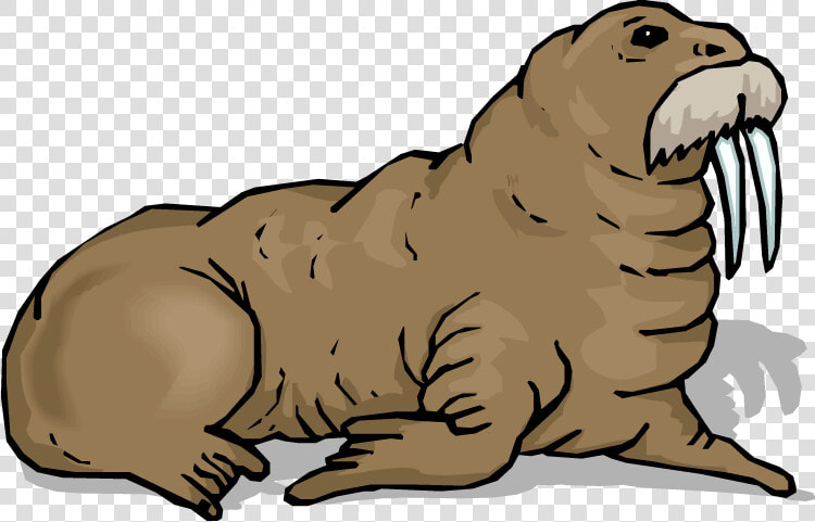 Walrus Clipart Clip Art   Clip Art Walrus  HD Png DownloadTransparent PNG