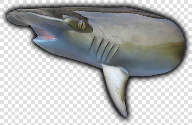 Hammerhead Shark Head Mount Cut From   Hammerhead Gills  HD Png DownloadTransparent PNG