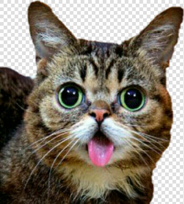  lilbub  bub  cat  cute  derpy   Chat Langue Qui Sort  HD Png DownloadTransparent PNG