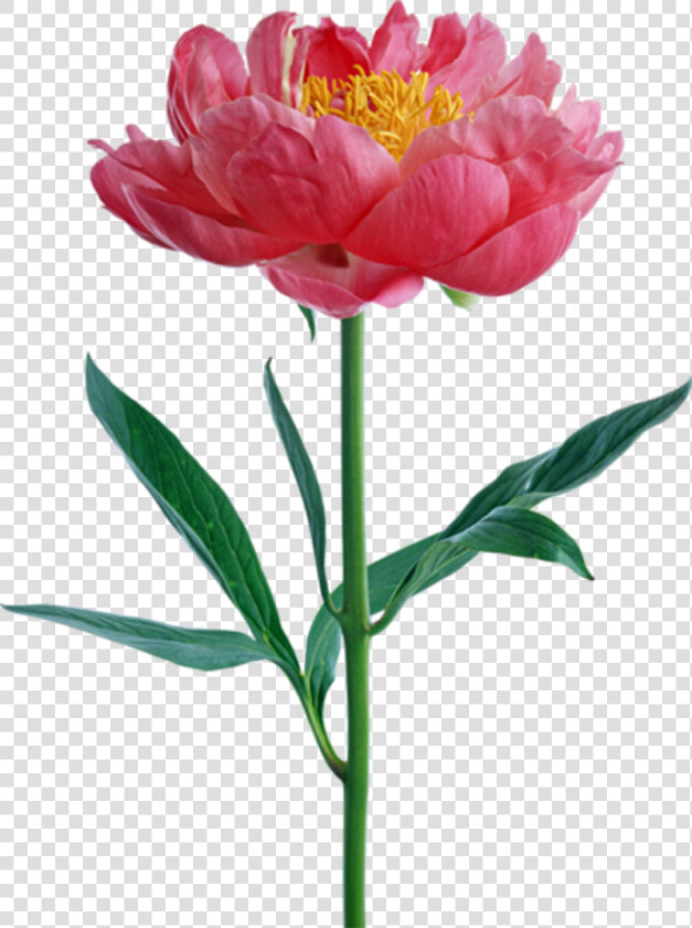 Transparent Pink Peony Png   Flower Peony Png  Png DownloadTransparent PNG