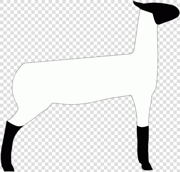 Show Lamb Clip Art  HD Png DownloadTransparent PNG