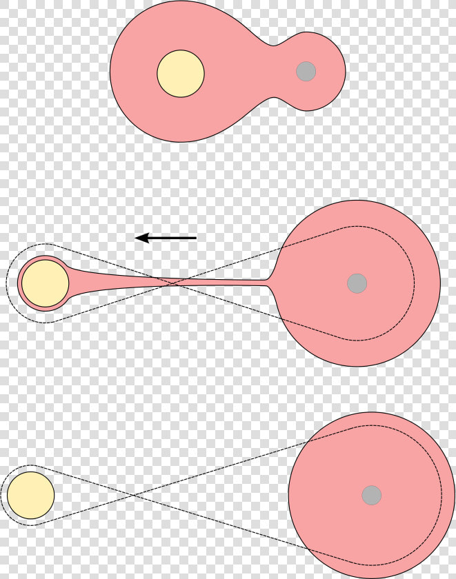 Star Fission Common Envelope   Fission Hypothesis Binary Star  HD Png DownloadTransparent PNG