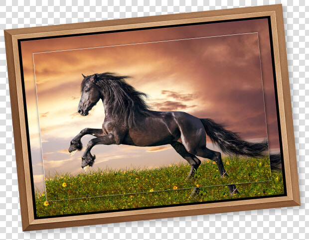 Black Stallion In A Meadow At Sunset Printed On Metal   Pferde Bilder Friesen  HD Png DownloadTransparent PNG