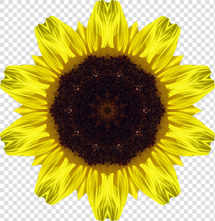 Sunflower Seed flower symmetry   Imagenes De Girasoles  HD Png DownloadTransparent PNG