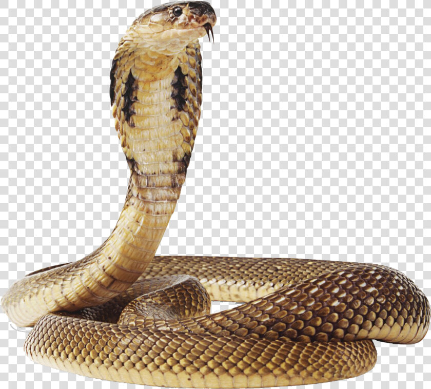 Snake Png Image   Snake Transparent Background  Png DownloadTransparent PNG