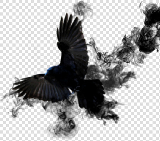  crow  sticker  smoke  bird  black  wings  feathed   American Crow  HD Png DownloadTransparent PNG