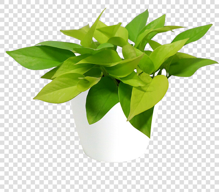 Flowerpot  HD Png DownloadTransparent PNG