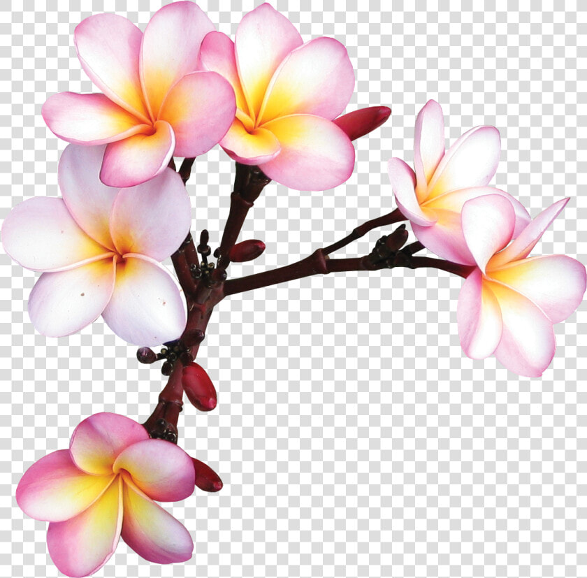 Plumeria Clipart Sticker   Frangipani Drawing Transparent  HD Png DownloadTransparent PNG