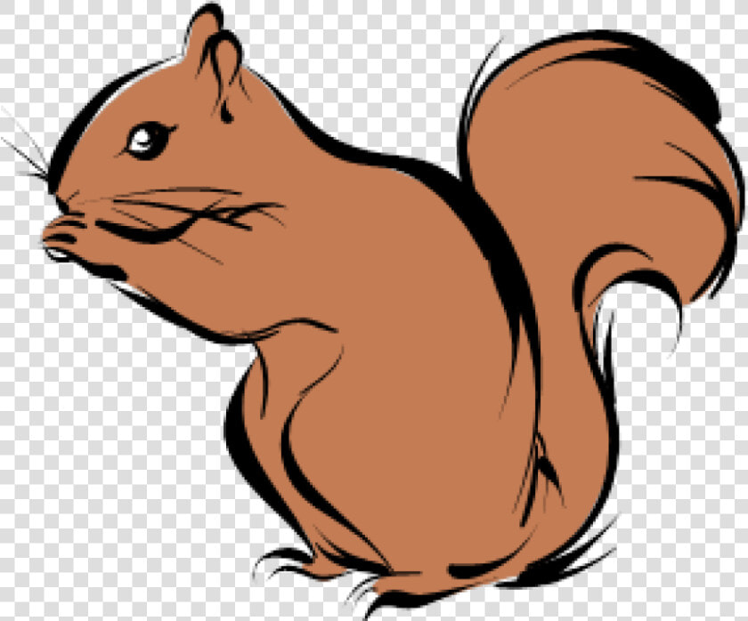 Transparent Chipmunk Png   Squirrel Clipart  Png DownloadTransparent PNG