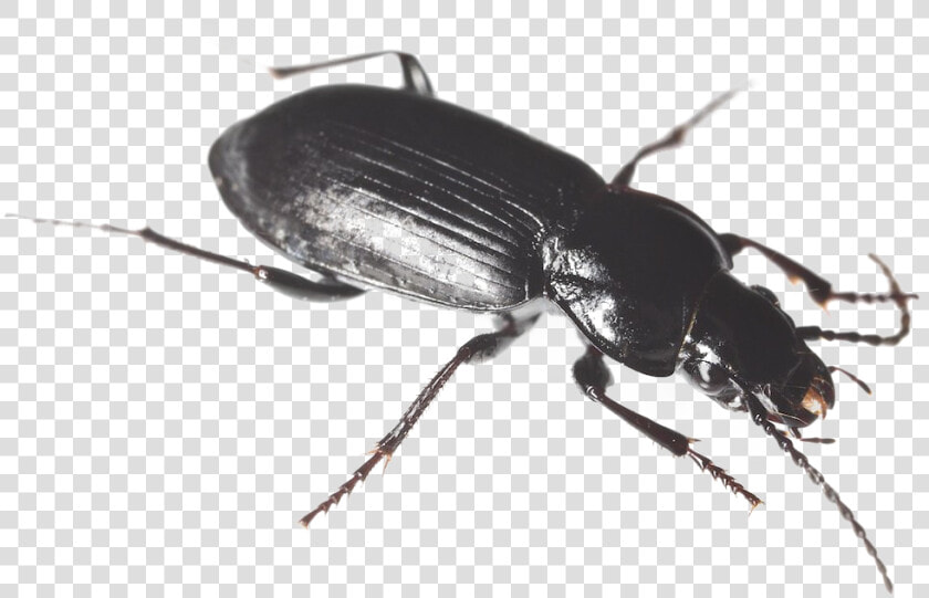 Black Beetle Png Hd   Black Ground Beetle  Transparent PngTransparent PNG