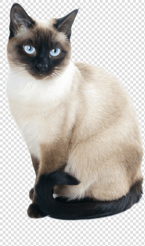 Transparent Siamese Cat Png   Siamese Cat Png  Png DownloadTransparent PNG