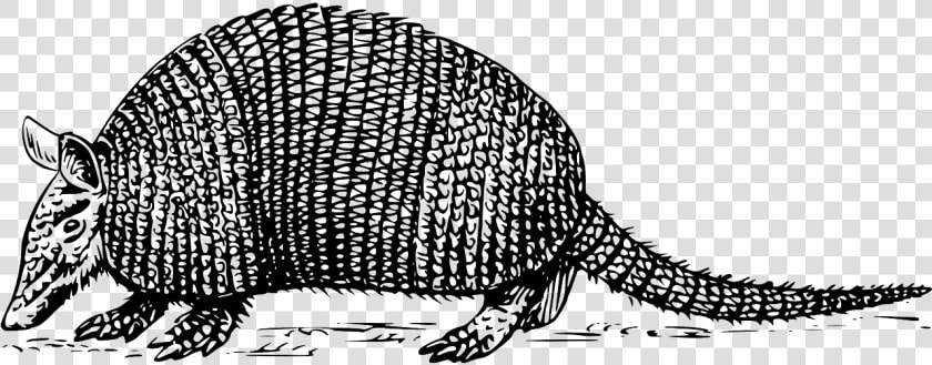 Black And White Armadillo  HD Png DownloadTransparent PNG