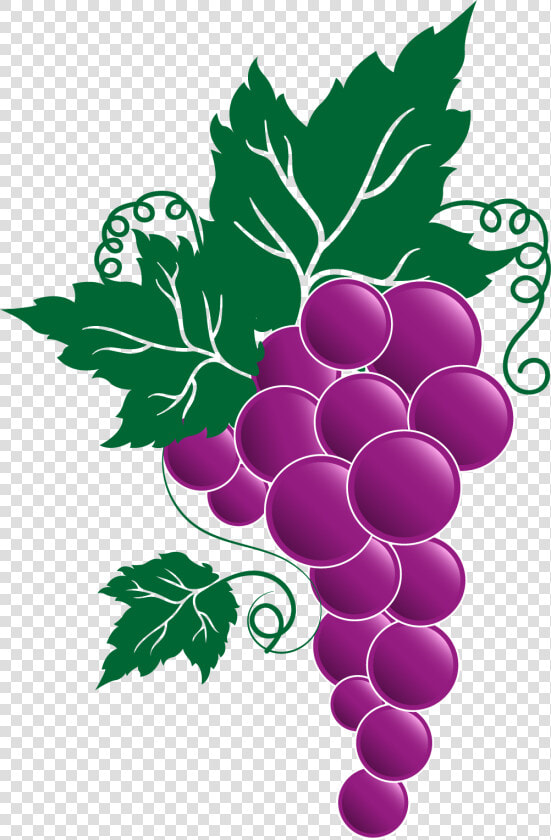 Grape Png Transparent Free Images   Grapes On The Vine Clipart  Png DownloadTransparent PNG