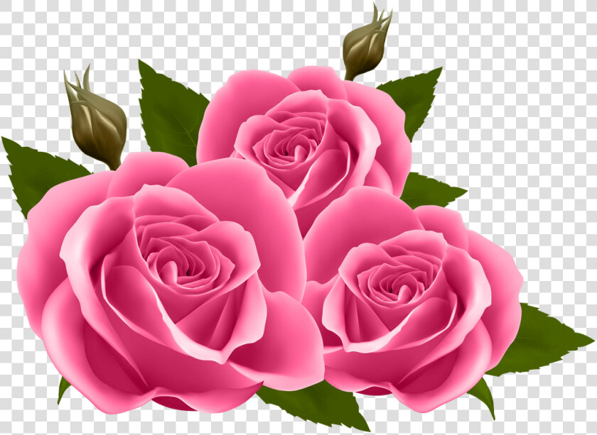 White Rose Clipart Yoville   Pink Roses Clipart  HD Png DownloadTransparent PNG