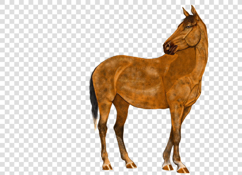 Grafik Pferd  HD Png DownloadTransparent PNG