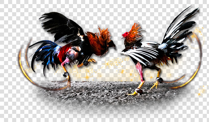 Fighting Cocks Png 3 » Png Image   Cockfighting Png  Transparent PngTransparent PNG