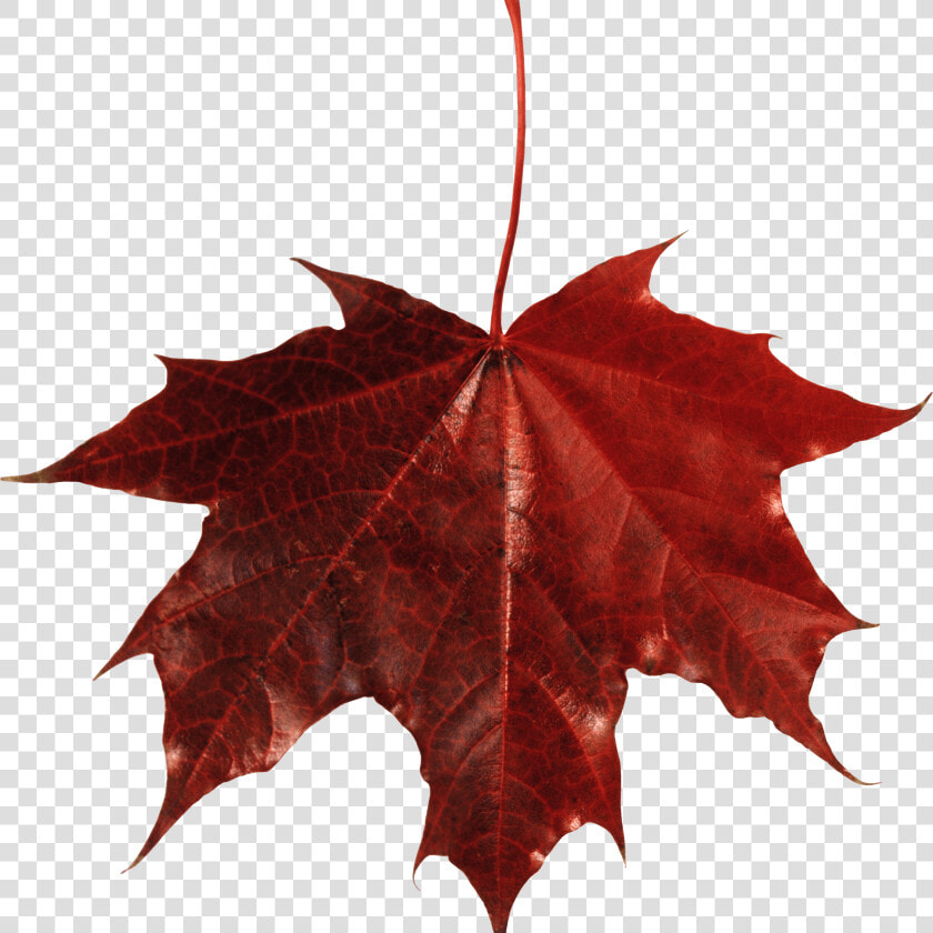 Maple Leaf Canada Clip Arts   Transparent Background Fall Leaf  HD Png DownloadTransparent PNG