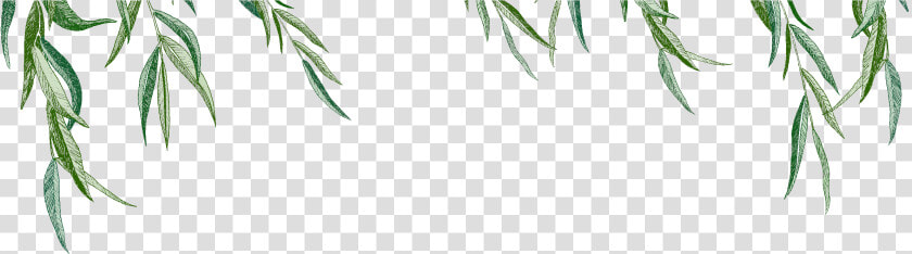 Spruce  HD Png DownloadTransparent PNG