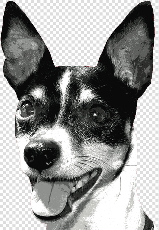 Rat Terrier Miniature Fox Terrier Toy Fox Terrier Tenterfield   Outline Of Rat Terrier  HD Png DownloadTransparent PNG