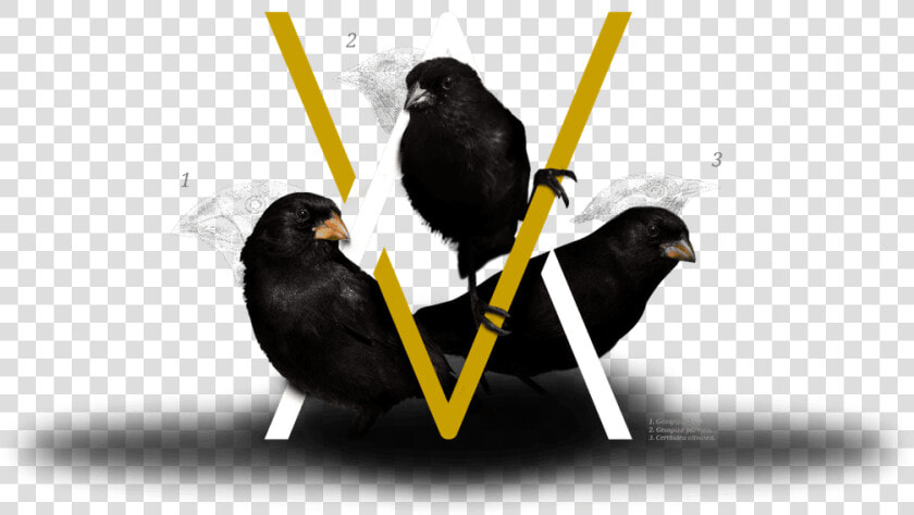 3 Darwin S Finches And Arcane Digital Marketing Agency   Blackbird  HD Png DownloadTransparent PNG