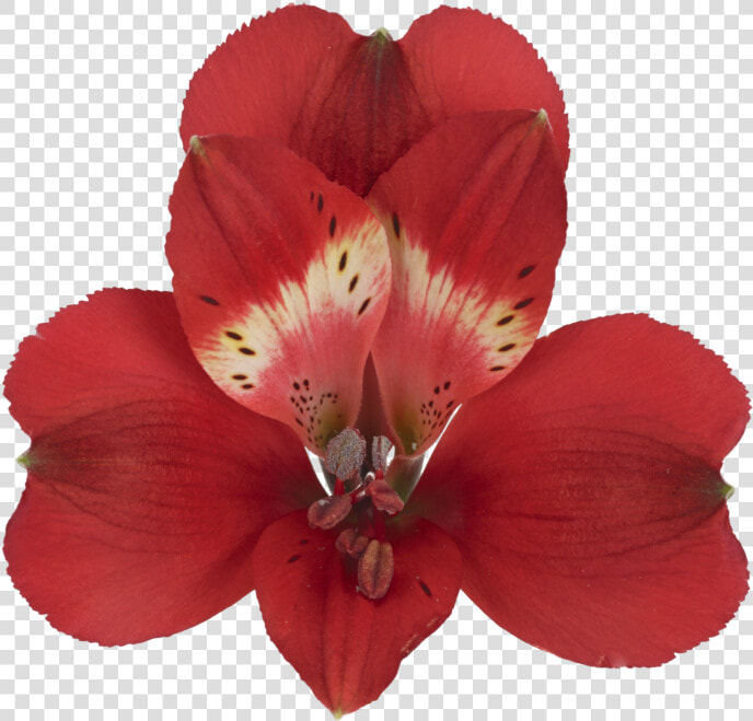 Alstroemeria Marian  HD Png DownloadTransparent PNG