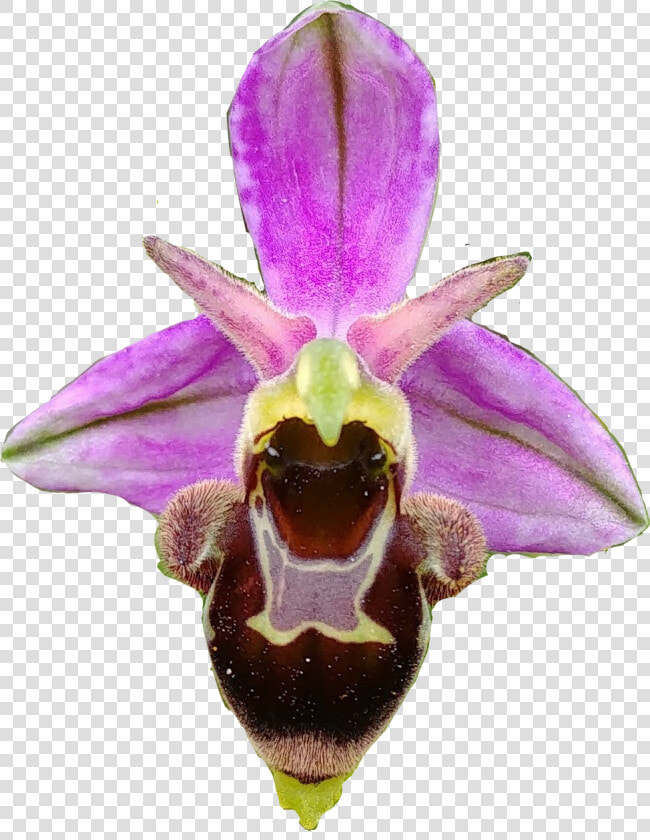  orchid  orchids  orquidea  orquideas   Fly Orchid  HD Png DownloadTransparent PNG