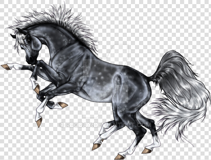 Stallion  HD Png DownloadTransparent PNG