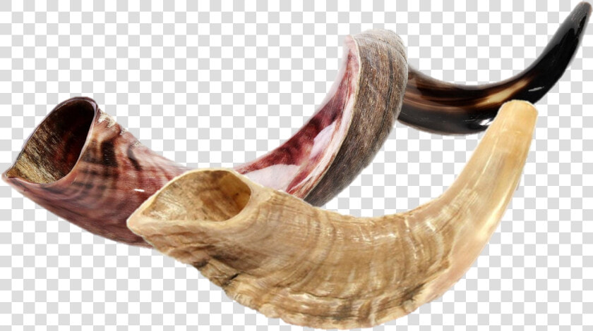 Shofar   Png Download   Año 5780 Significado Biblico  Transparent PngTransparent PNG