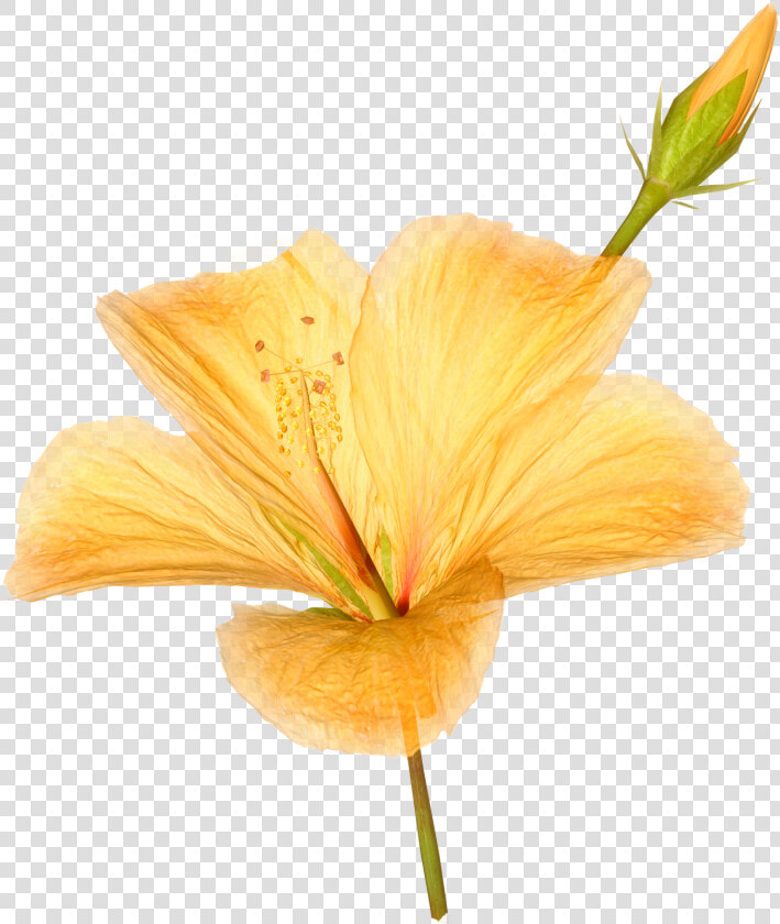 Flower Photograph Png  Transparent PngTransparent PNG