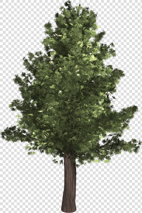 Tree  Evergreen  Isolated  Pine  Spruce  Redwood   Realistic Tree Clip Art  HD Png DownloadTransparent PNG