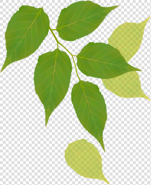 Canoe Birch  HD Png DownloadTransparent PNG