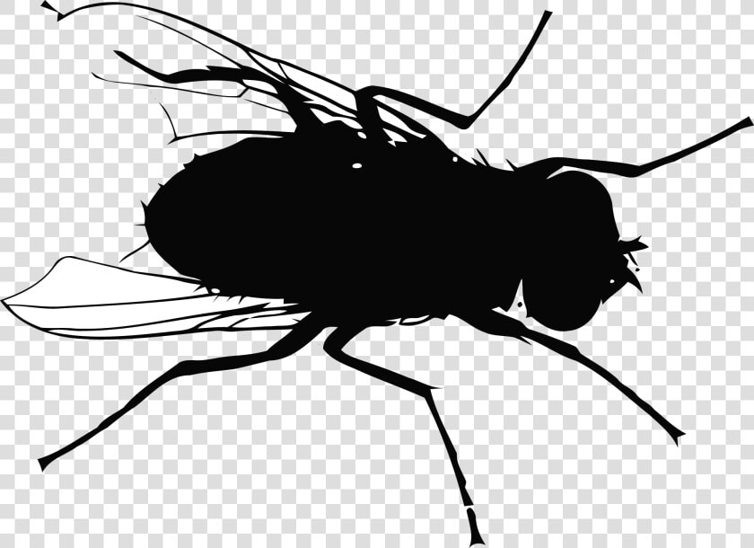 Fly Mosquito Flight   Fly Silhouette Png  Transparent PngTransparent PNG