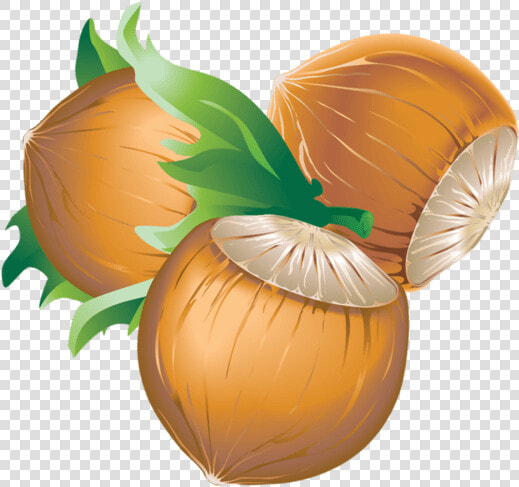 Hazelnut   Vector Files Chestnuts  HD Png DownloadTransparent PNG