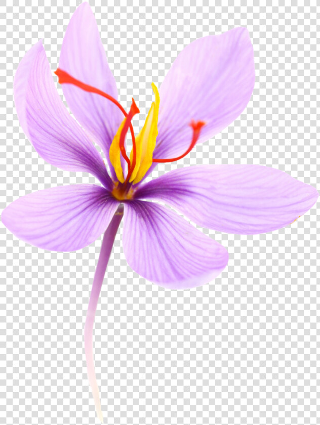 Crocus Sativus Saffron Flower Png  Transparent PngTransparent PNG