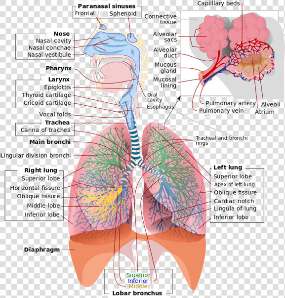 Image   Does Respiratory System Work  HD Png DownloadTransparent PNG