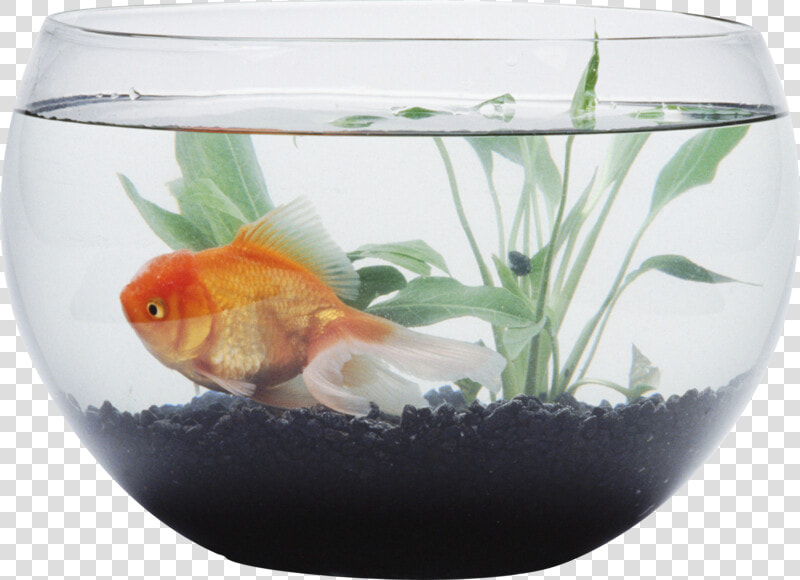 Aquarium Background Transparent   Fish In Bowl Gif  HD Png DownloadTransparent PNG