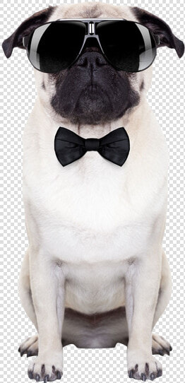 Puggle Sunglasses Stock Photography Puppy   Dog With Sunglasses Transparent  HD Png DownloadTransparent PNG