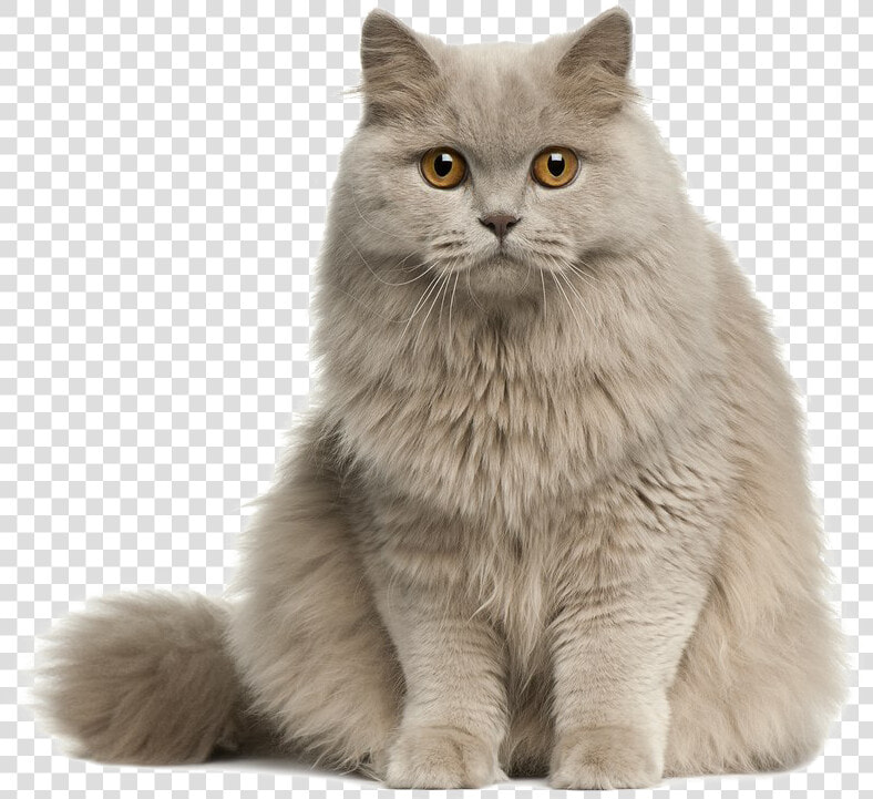 Cute Cat Transparent Image   Cute Cat Png  Png DownloadTransparent PNG