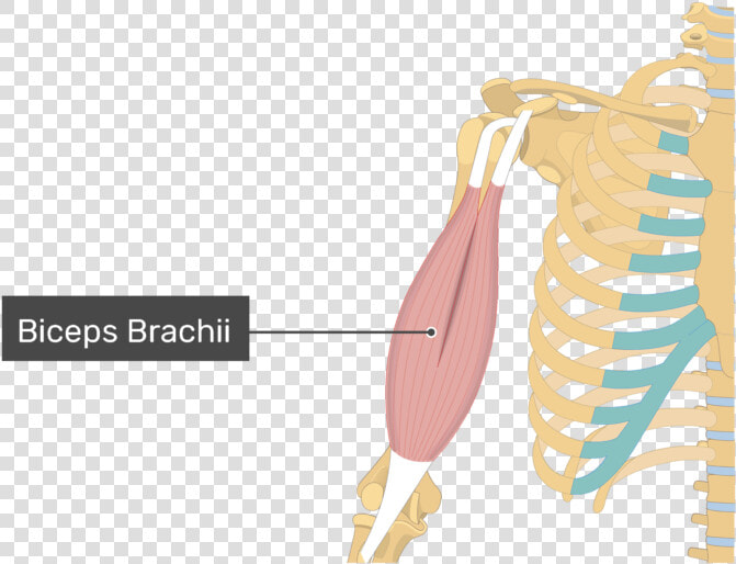 An Image Showing The Biceps Brachii Muscle Alone  HD Png DownloadTransparent PNG